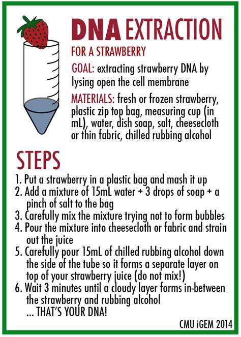 Strawberry Dna Extraction Lab Worksheet – E Street Light