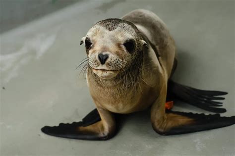 Rescued sea lion pup on the mend in Sausalito