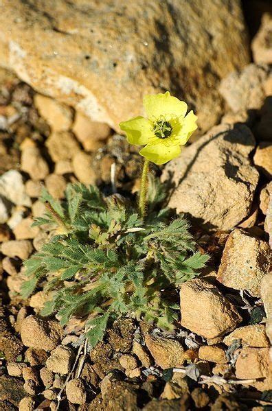 The Flowers of Kaffeklubben Island | Papaver, Flowers, Perennial plants