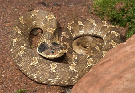 Eastern Hognose snake showing the cobra like flaring of the neck ...