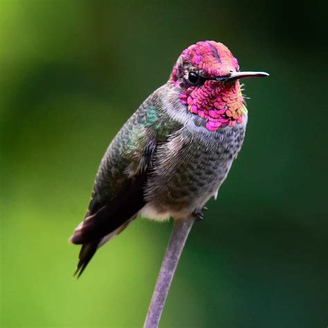 30 Birds That Start With A - Sonoma Birding