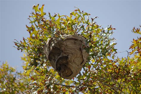 Preserving Wasp Nest - Photos