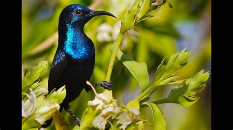 Purple Sunbird Male A Bird Video.. - YouTube