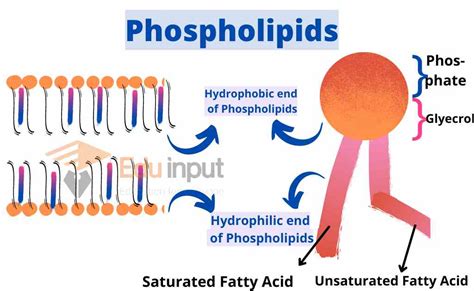 Phospholipids Definition Structure Classification Functions Of - Riset