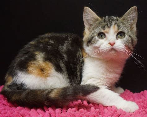 American Shorthair calico kitten | American shorthair cat, Calico ...