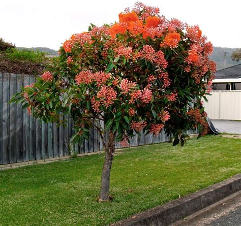 Fast Growing Shade Trees: 5 Varieties To Grow In Australia | Homes To ...