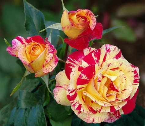 Rainbow Nation - Ludwig's Roses