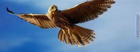 Pin by صقر الصحراء FALCON DESERT on صور للصقور المميزة | Pet birds ...