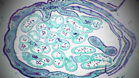 Apical bud filmed under microscope 40x in longitudinal section against ...