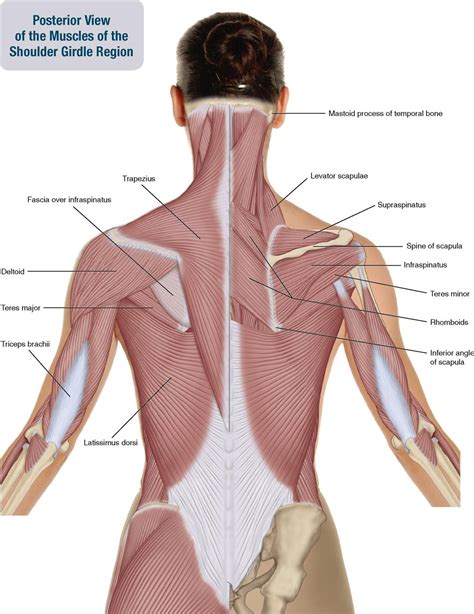 6. Muscles of the Shoulder Girdle and Arm | Musculoskeletal Key