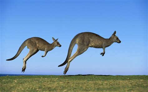 kangaroo, Marsupial