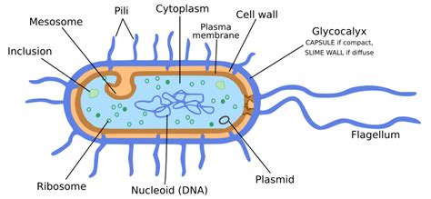 Bacteria- Microorganisms : Friend and foe Class 8 NCERT Notes – CBSE ...