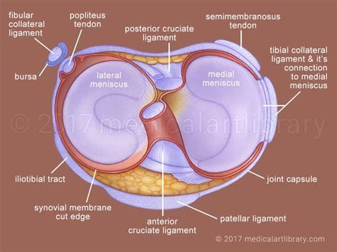 Medial and Lateral Meniscus - Medical Art Library