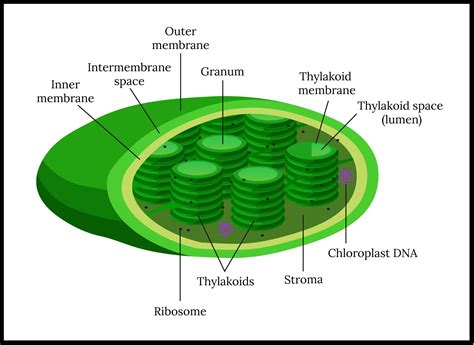 Diagram Of Chloroplast Structure