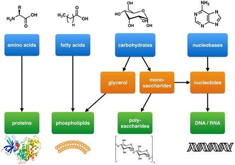 How Do Macromolecules Form? — Overview & Process - Expii