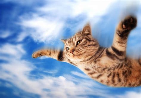 Flying-cat Blank Template - Imgflip