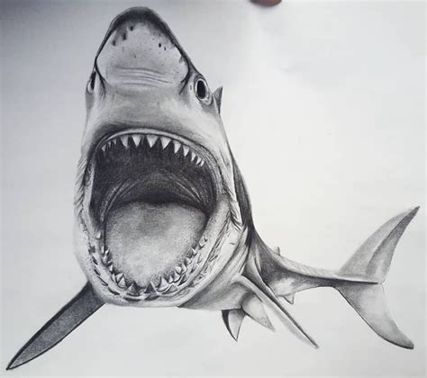 Tiffany Jo on Instagram: “Sharky #shark #realismshark #realism # ...