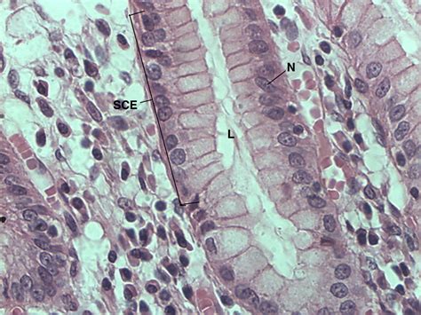 Simple Columnar Epithelium 40x | Histology