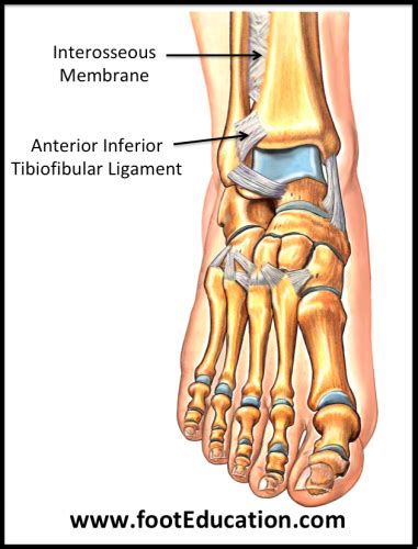 Ligaments of the Foot and Ankle Overview - FootEducation