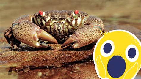 15 Interesting Crab Facts You Never Knew | Beano