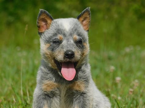 Australian Cattle Dog Puppies For Sale | Morehead, KY #300202