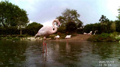 Flamingo behaviour #1 - Feeding & preening - YouTube