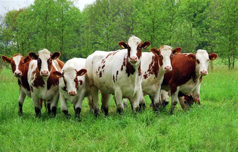 Curious Red And White Cattle Photograph by 49pauly | Fine Art America