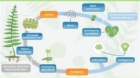 Fern propagation — Science Learning Hub