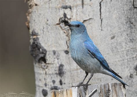 Clark County male Mountain Bluebird – On The Wing Photography