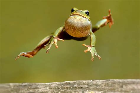 Which Animals Jump The Highest? - NatureNibble