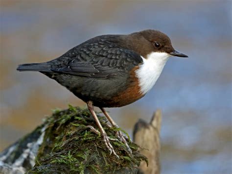 White-throated Dipper - eBird