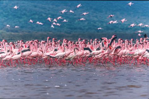 Lake Nakuru Flamingos Wallpaper - Buy Online | Happywall