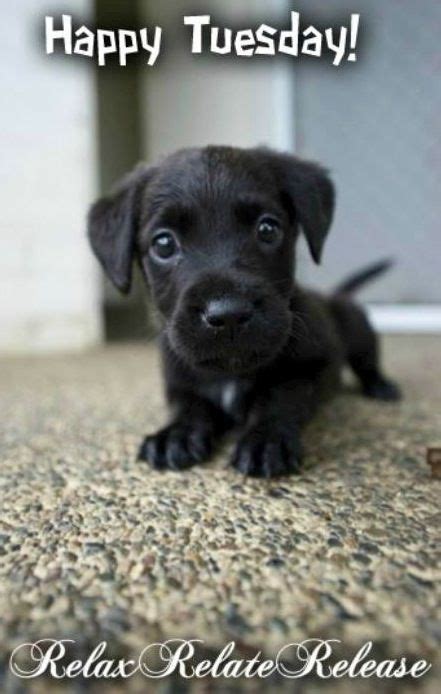 Happy Tuesday! via www.Facebook.com/RelaxRelateRelease | Cute puppies ...