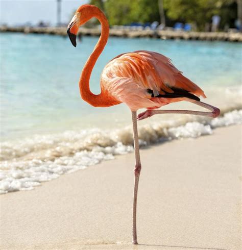 Acquaint Yourself With Every Detail About Flamingo Adaptations | Pretty ...