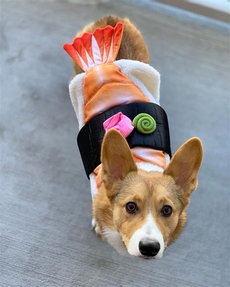 Corgi Dog Halloween Costume|Corgi Dog Halloween Costumes|Corgi ...