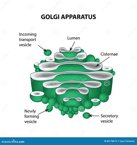 The Structure of the Golgi Apparatus. Infographics Stock Vector ...