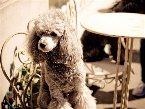 Poodle Wallpapers - Wallpaper Cave