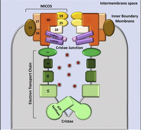 Structural components required for cristae architecture. Schematic ...