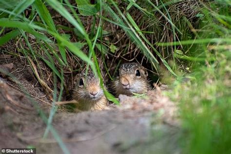 Ground squirrel hibernation holds the key to the future human space ...