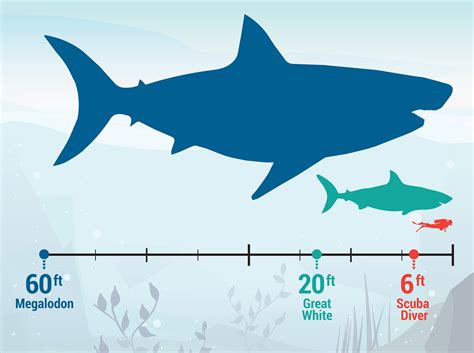 Megalodon Shark Facts – The Largest Known Ocean Predator