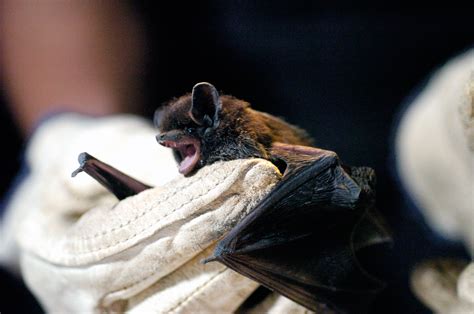 Man in Illinois dies from rabies after a bat bite