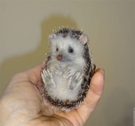 baby hedgehog | Baby hedgehog, Hedgehog, Pet toys