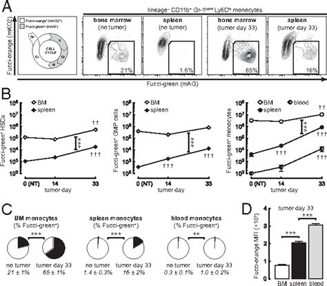 Figure 1 from Tracking of intertissue migration reveals the origins of ...