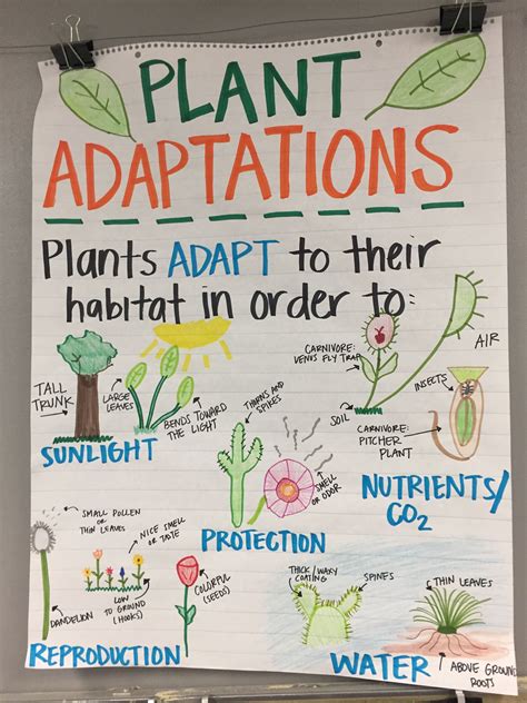 Adaptation In Plants Worksheet For Class 4