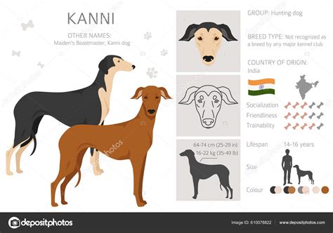 Indian Kanni Dog Clipart Different Coat Colors Set Vector Illustration ...