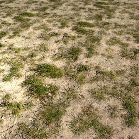 Desert Grass Seamless Texture | Grass seamless, Seamless textures ...