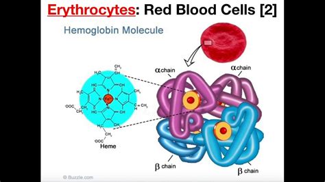 Red Blood Cell Diagram