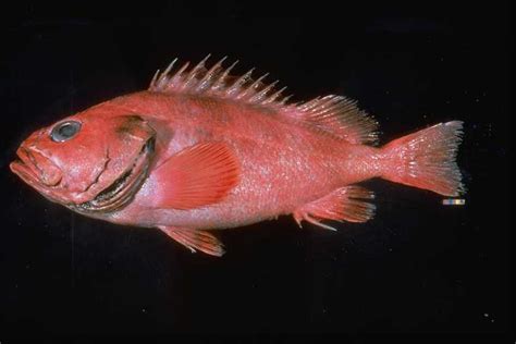 200-Year-Old Rockfish Caught off Alaska | Oldest Rockfish | Live Science