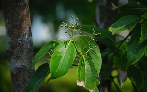 Cinnamon | Plant, Spice, History, & Uses | Britannica