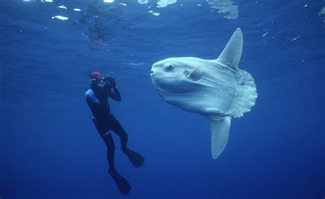 Photos and Video | Ocean Sunfish